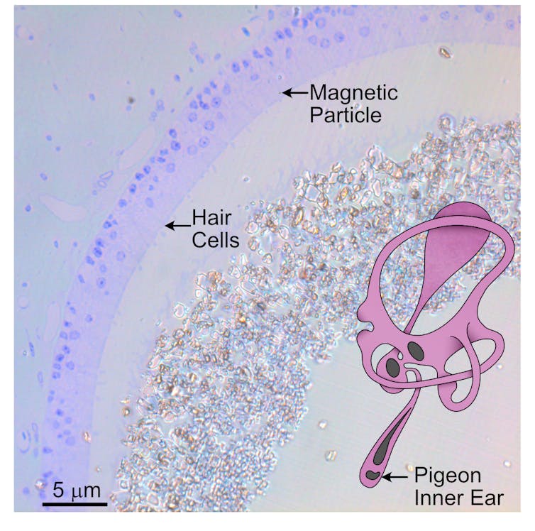 Diagram showing a homing pigeon's inner ear, with labels for hair cells and magnetic particles.