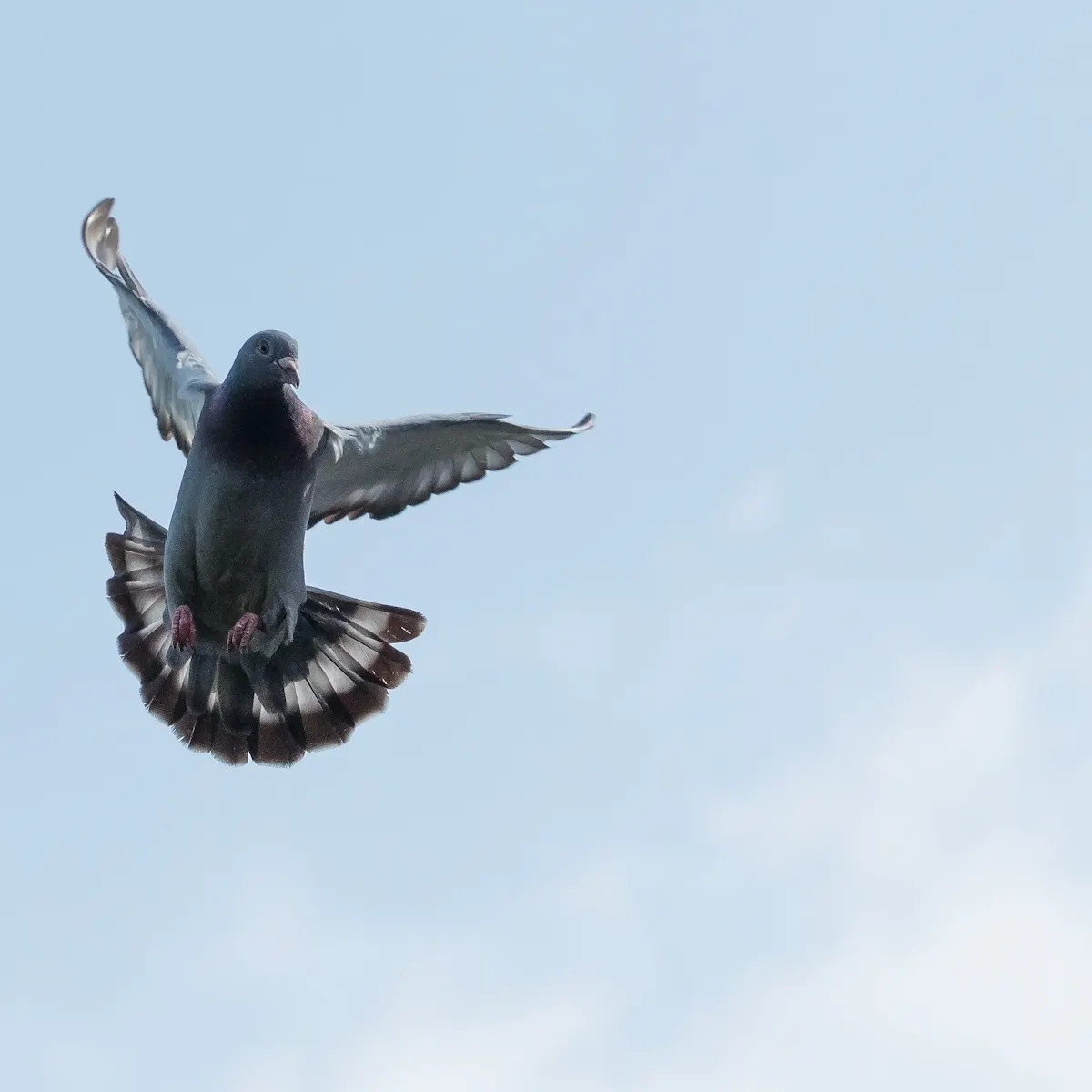 How Do Pigeons Find Their Way Home We Looked In Their Ears With A Diamond Based Quantum Microscope To Find Out How Do Pigeons Find Their Way Home We Looked In Their Ears With A Diamond Based Quantum Microscope To Find Out