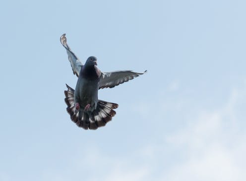 How do pigeons find their way home? We looked in their ears with a diamond-based quantum microscope to find out