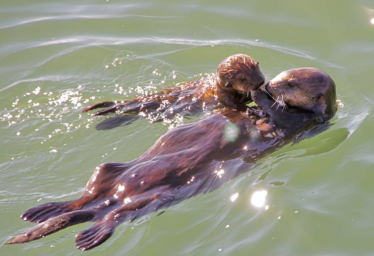 A sea otter floats on her back, feeding her pup small bits of food.