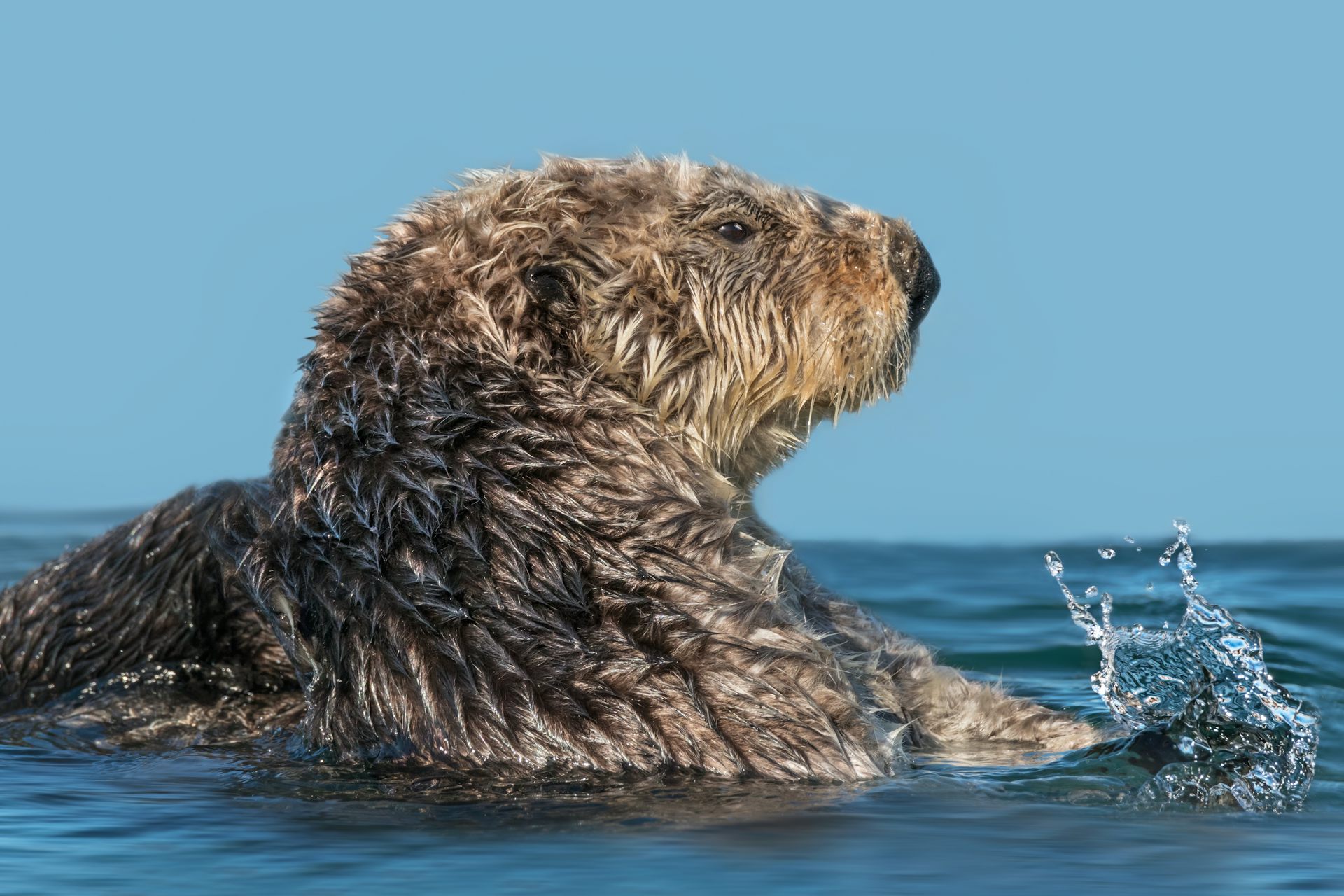 Sea otters demonstrate that there is more to muscle than just