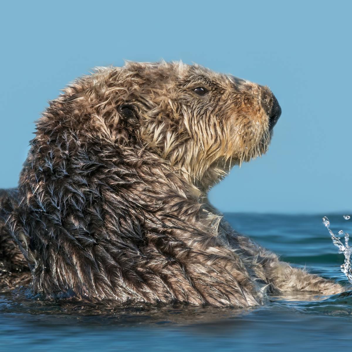 Sea otters demonstrate that there is more to muscle than just movement – it  can also bring the heat
