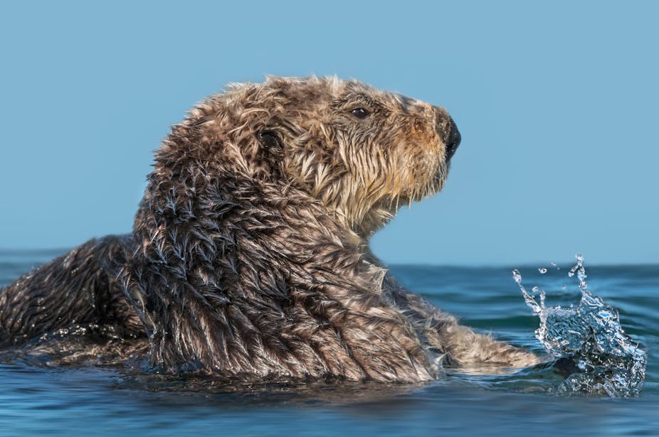 A profile of a sea otter head and neck in water.