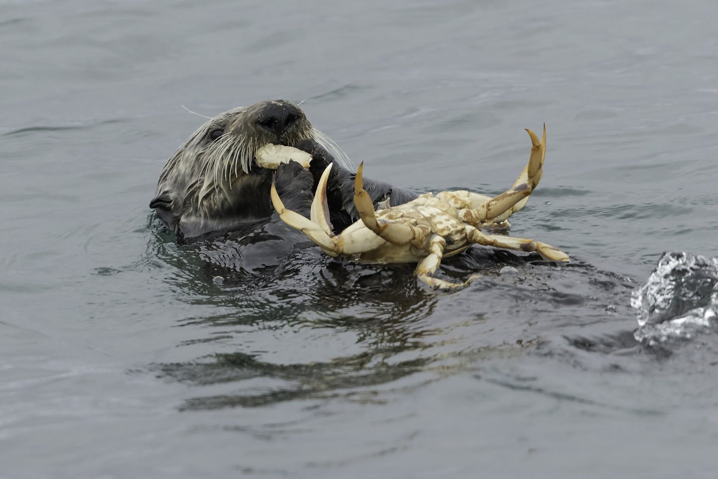 A sea otter floating on its back eating a crab.