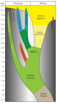 A graph showing human evolution including _Homo bodoensis_ and _Homo sapiens_