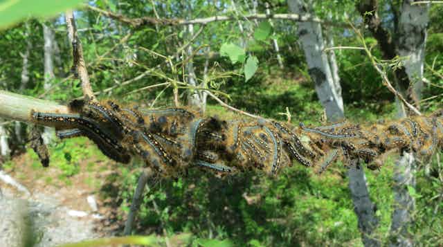 A mass of defoliating caterpillars cling to a branch.