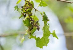 Caterpillars on a chewed green leaf.