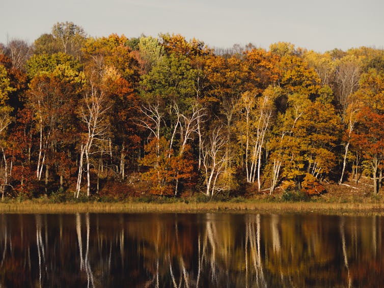 A view of autumn trees along a lake shoreline