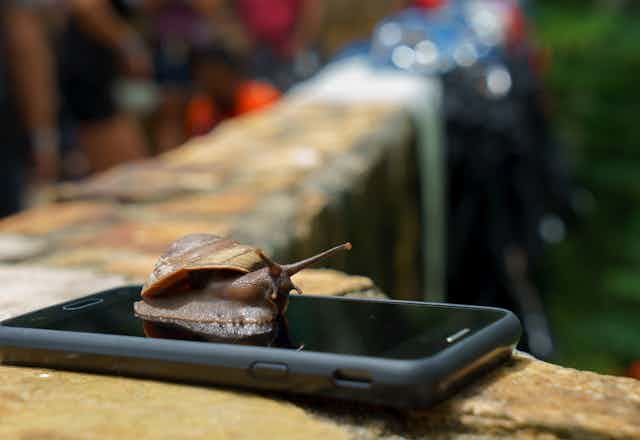 Snail on mobile phone
