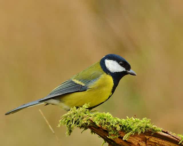 Great tit in the wild