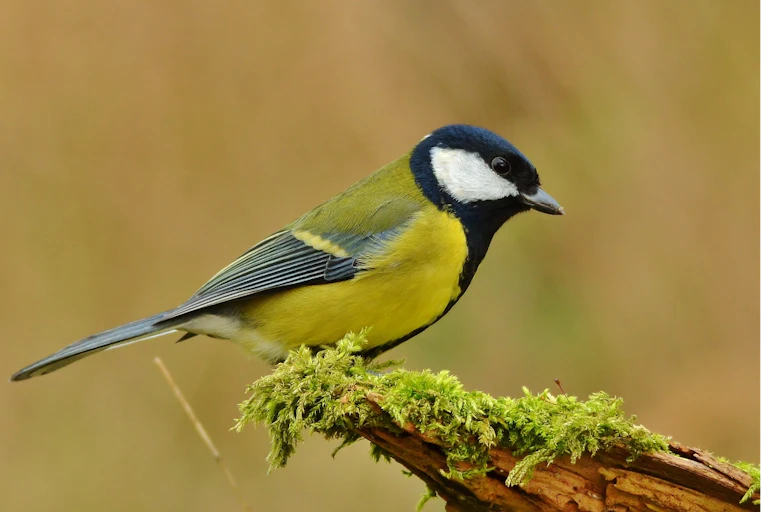 Great tit in the wild