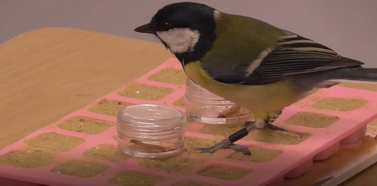 Great tit sand foraging for food in a lab experiment