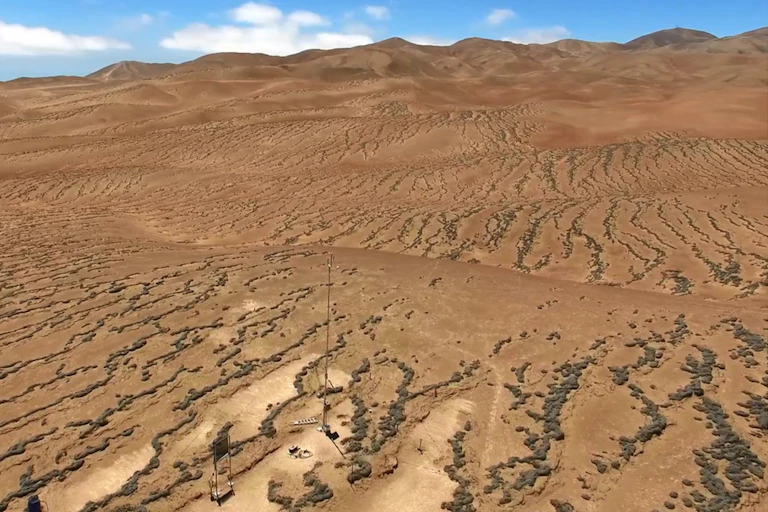 Tillasandia plants in the Atacama desert in Chile