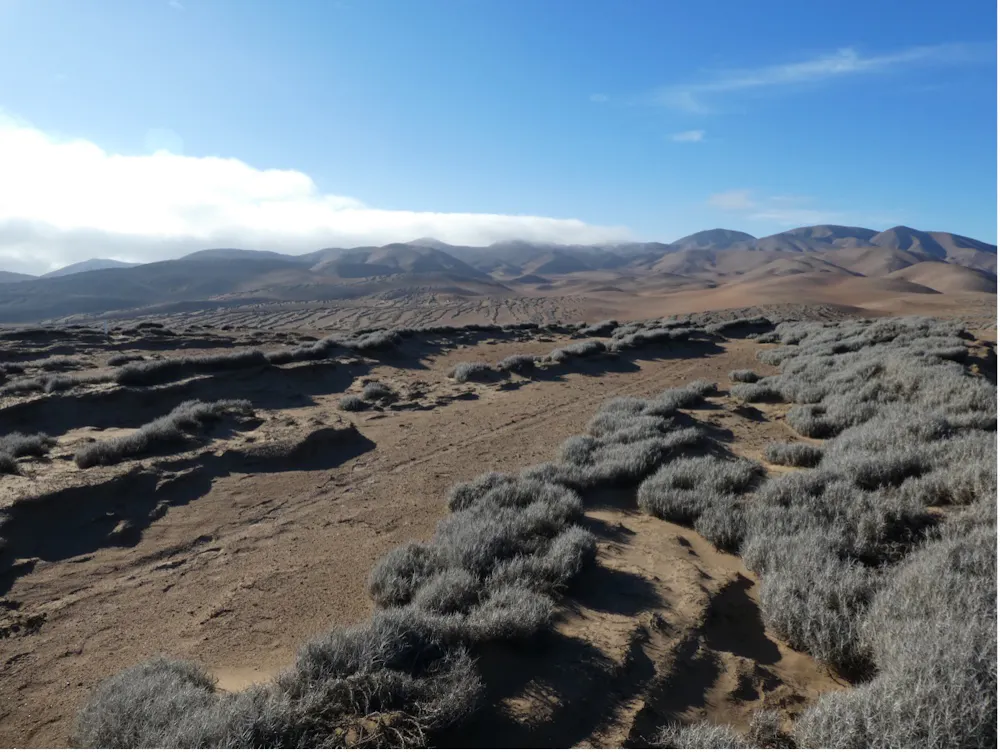 How plants survive in one of the driest places on Earth, and what they ...