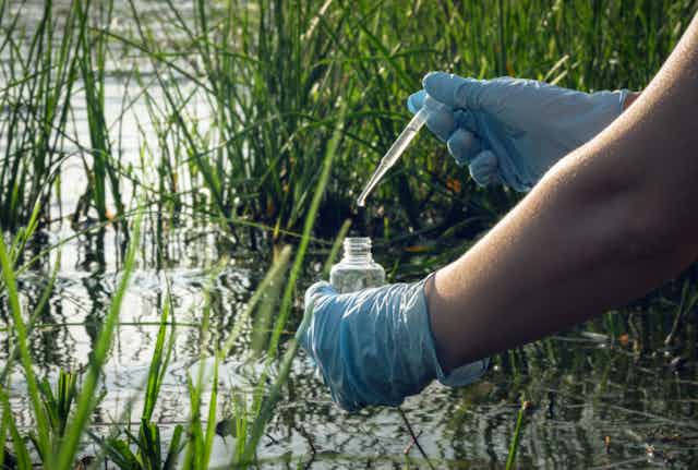 Une scientifique prend un échantillon d'eau dans un étang.