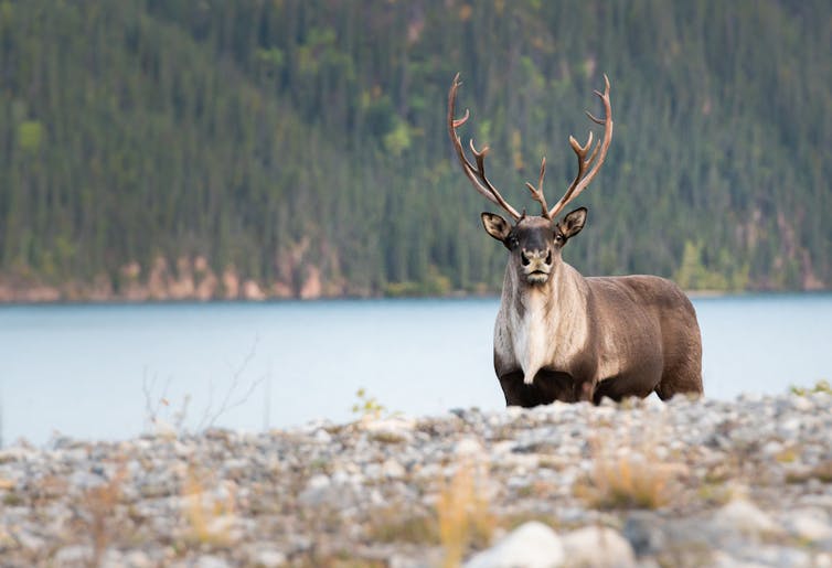 Un caribou dans la nature