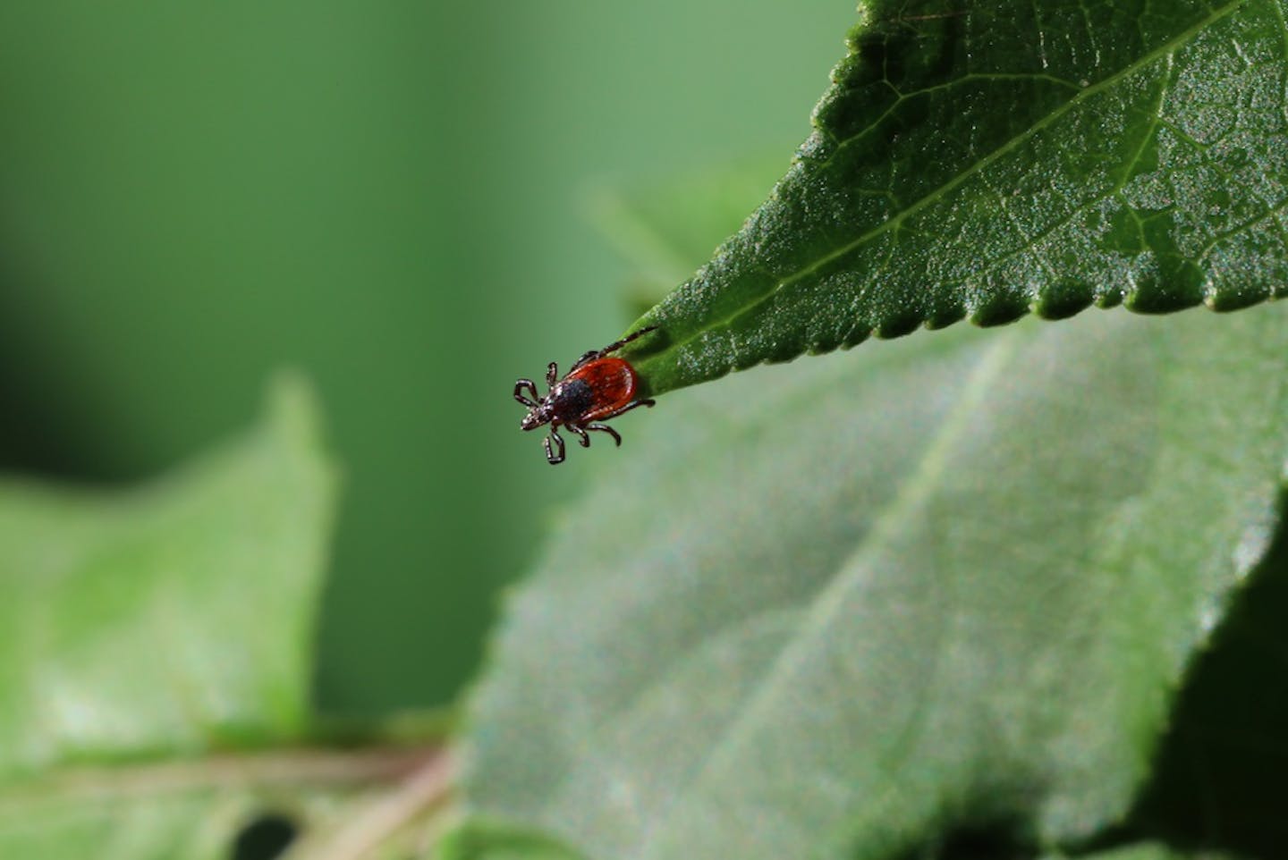 Tick perched on the the edge of a leaf.