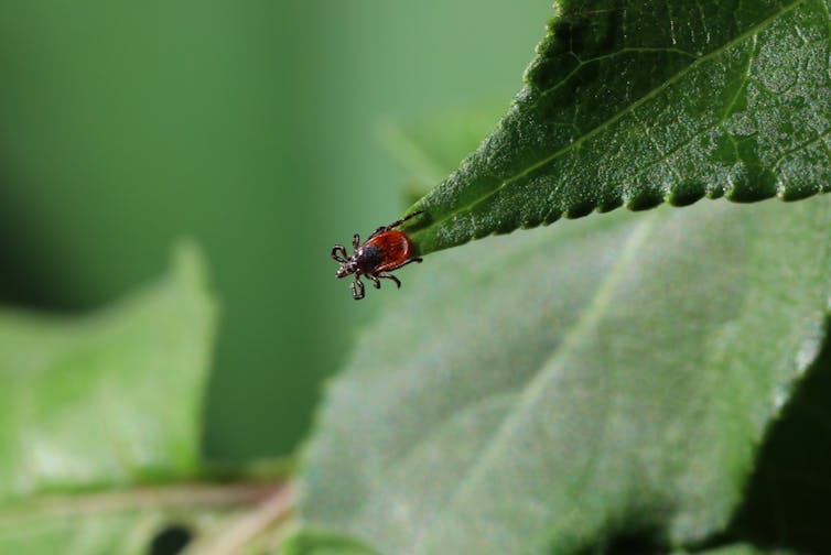 Tick perched on the the edge of a leaf.