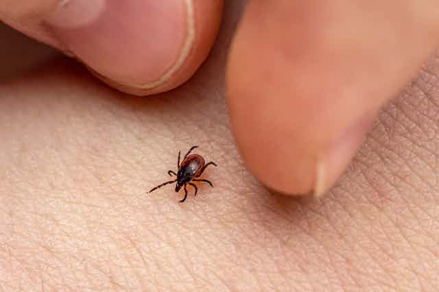 Two fingers hovering near a tick crawling on human skin.