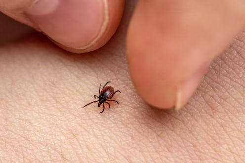 A lab-stage mRNA vaccine targeting ticks may offer protection against Lyme and other tick-borne diseases