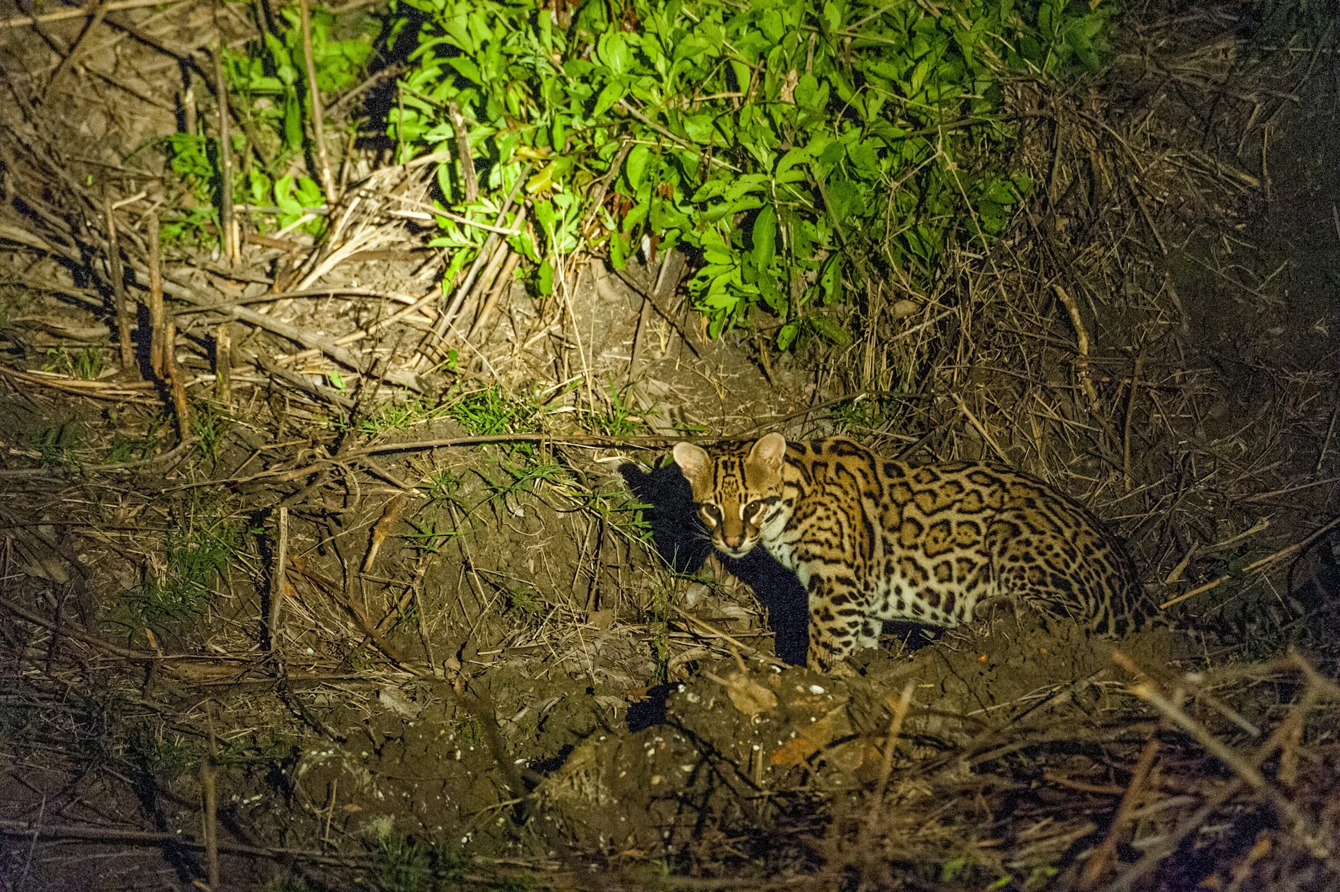 African ocelot sales