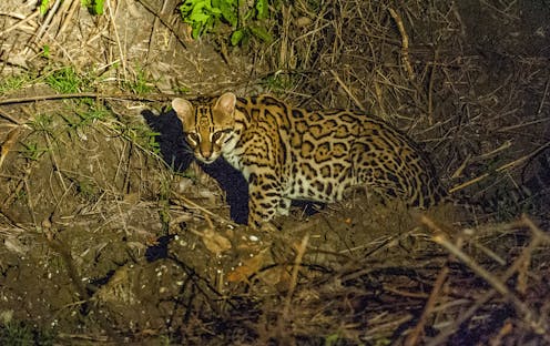 Scientist at work: Endangered ocelots and their genetic diversity may benefit from artificial insemination