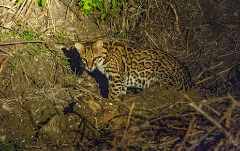 Endangered ocelots and their genetic diversity may benefit from artificial insemination