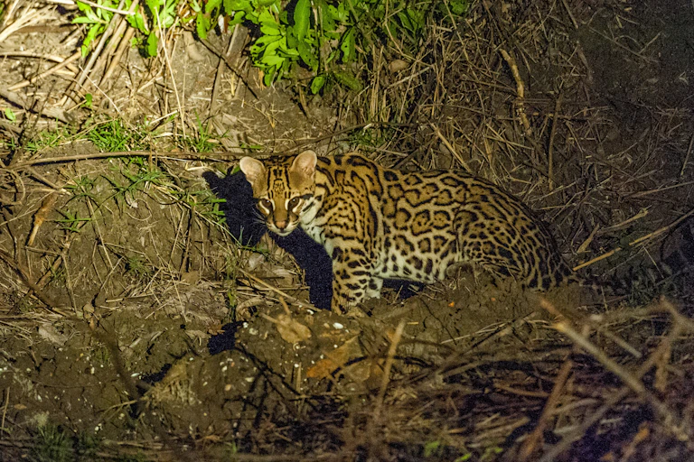 ocelot stands among sticks and stones