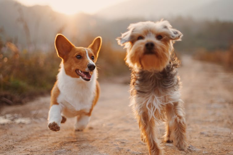 Two brown and white dogs running dirt road during daytime