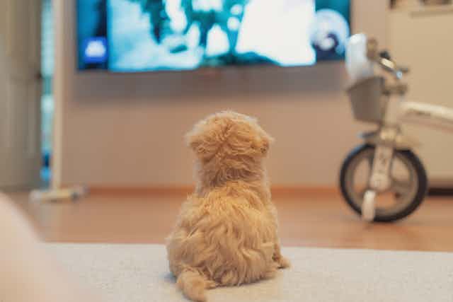 Small light brown puppy staring at a large TV screen