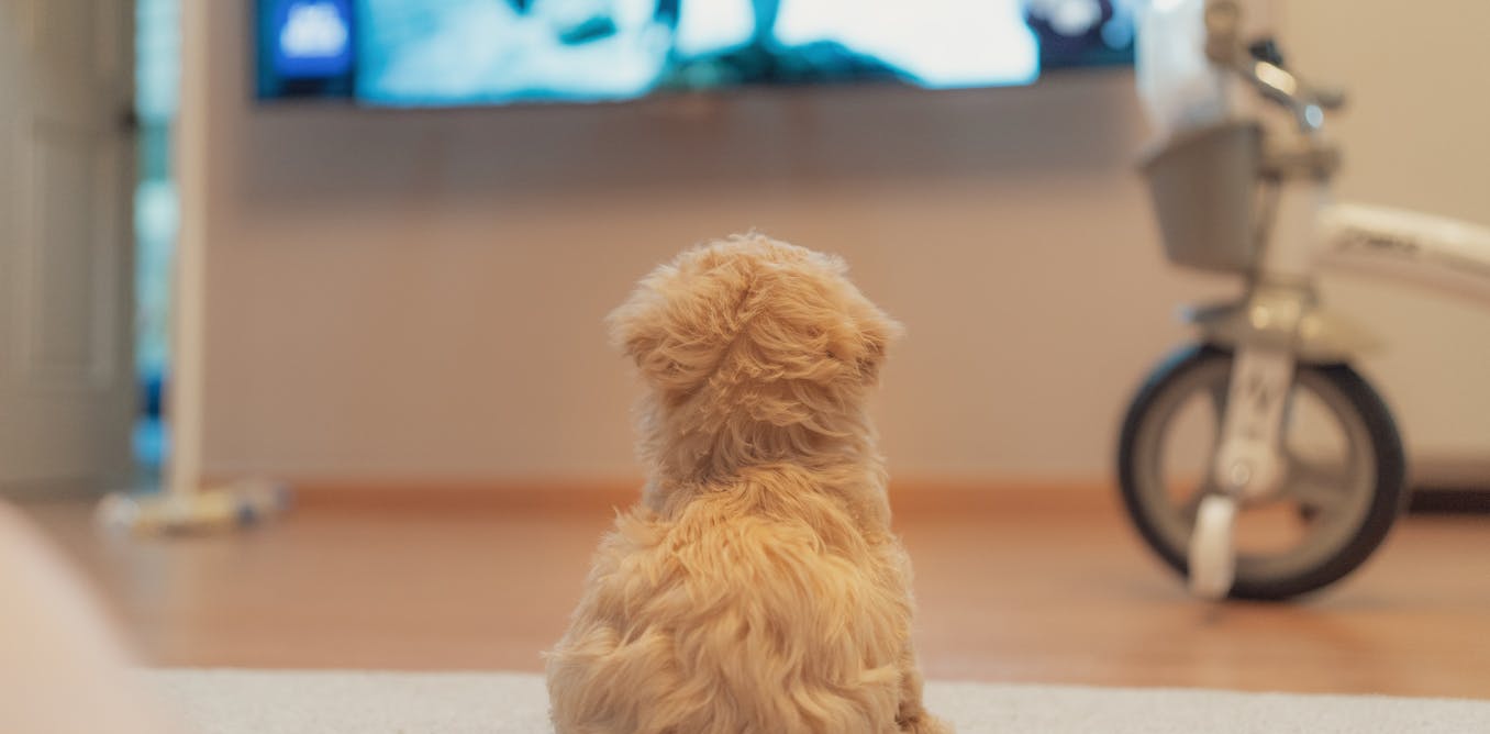 Dogs and TV: here's what we know about how they respond | WordDisk