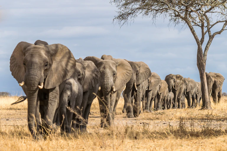A procession of African elephants on the Savannah.