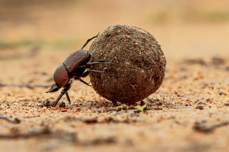 A dung beetle maneuvers a giant ball of elephant poo.