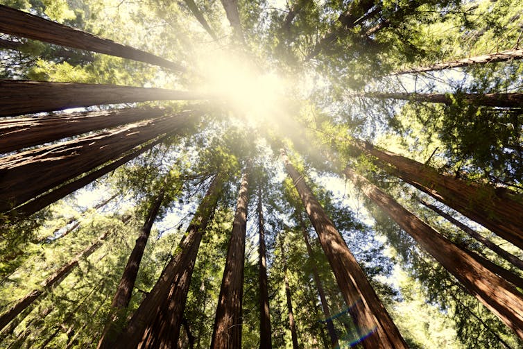 Looking up toward the crowns of giant sequoia trees.