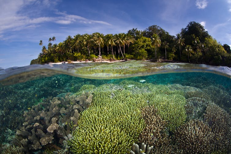 Coral reefs in shallow seas off a tropical island.