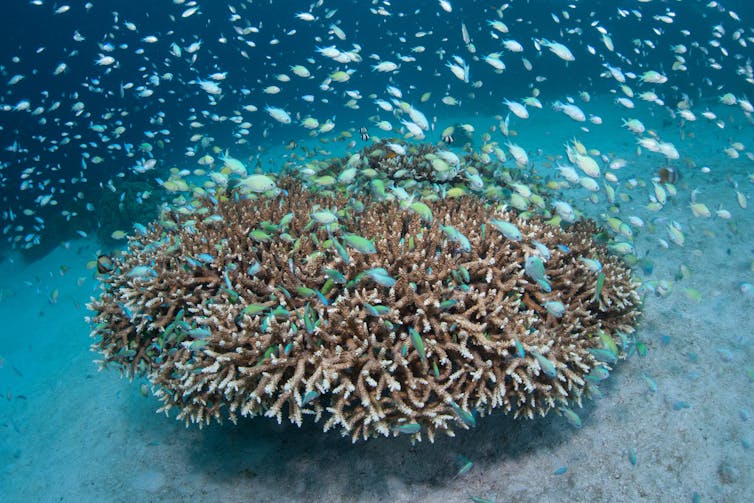 Damselfish hovering around a coral colony.