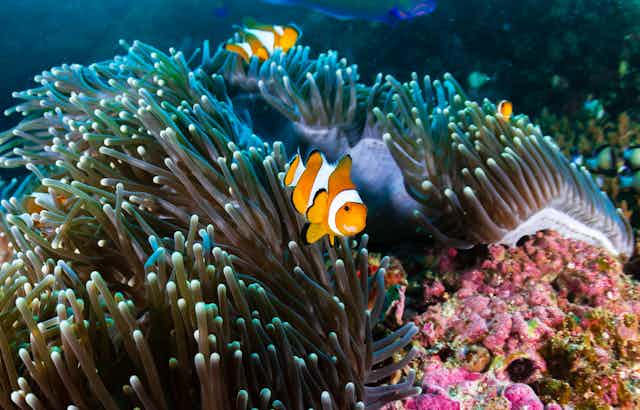 Clownfish on a coral reef
