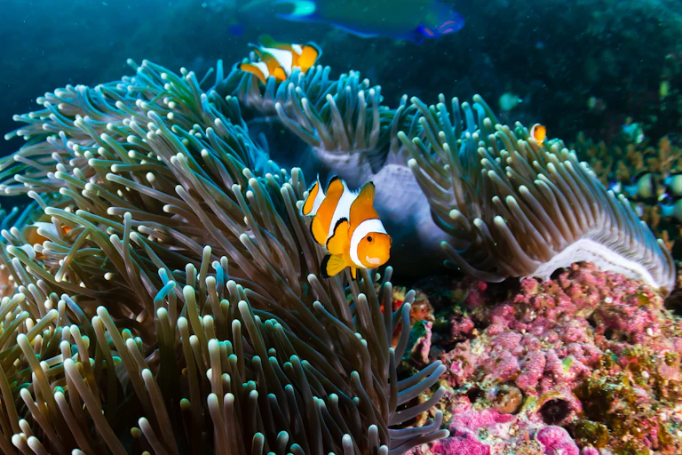 Clownfish on a coral reef