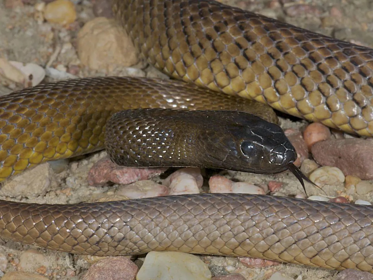 Why Are Some Snakes So Venomous