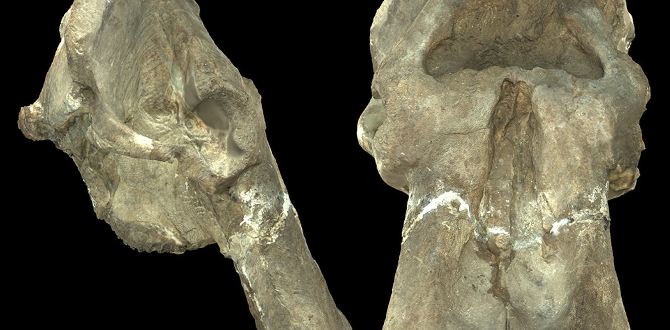 A fossil cranium from Kenya tells the story of an extinct elephant species