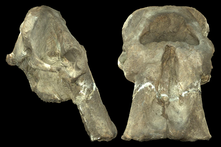 Two different views of a large fossilised skull encased in rock