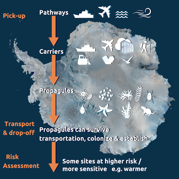 How non-native species get to Antarctica