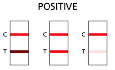 Coloured lines on a rapid antigen test to indicate a positive COVID result