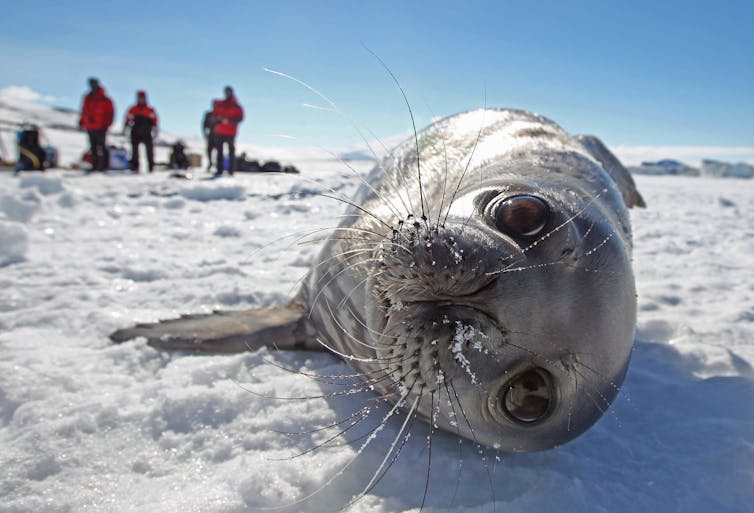 Weddell seal