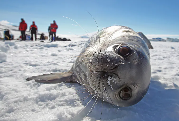 Weddell seal