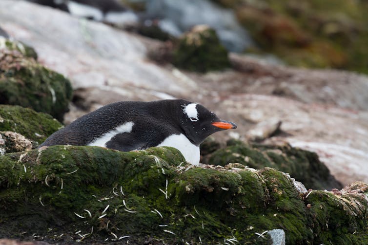 Penguin sitting on moss