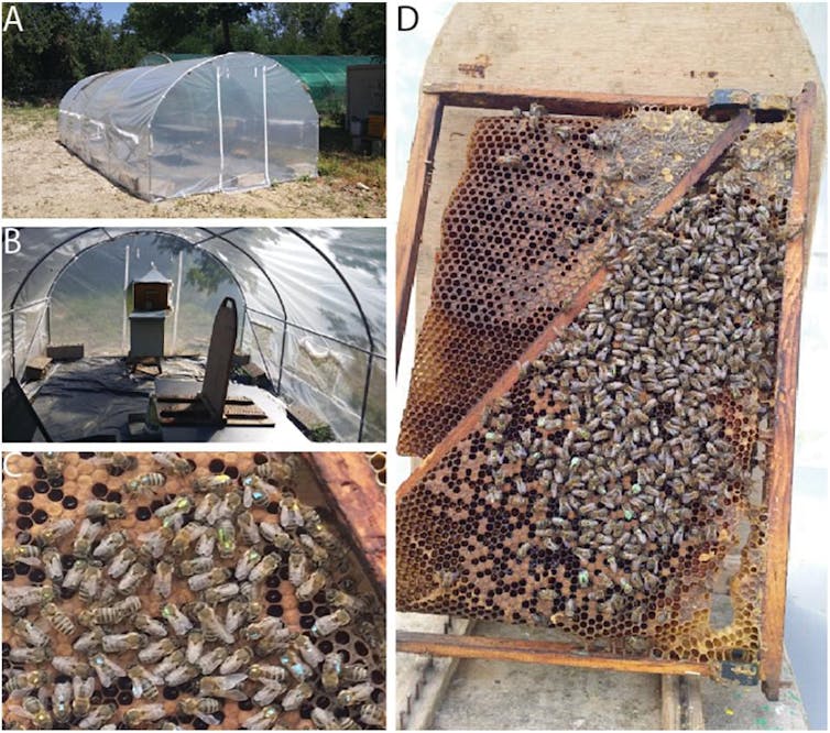 There are four images in the panel. A) shows a transparent plastic greenhouse from the outside. B) Shows the inside of the greenhouse with a hive inside. C) shows honeybees on a frame, marked with colour dots on their thorax. D) shows a wider view of C.