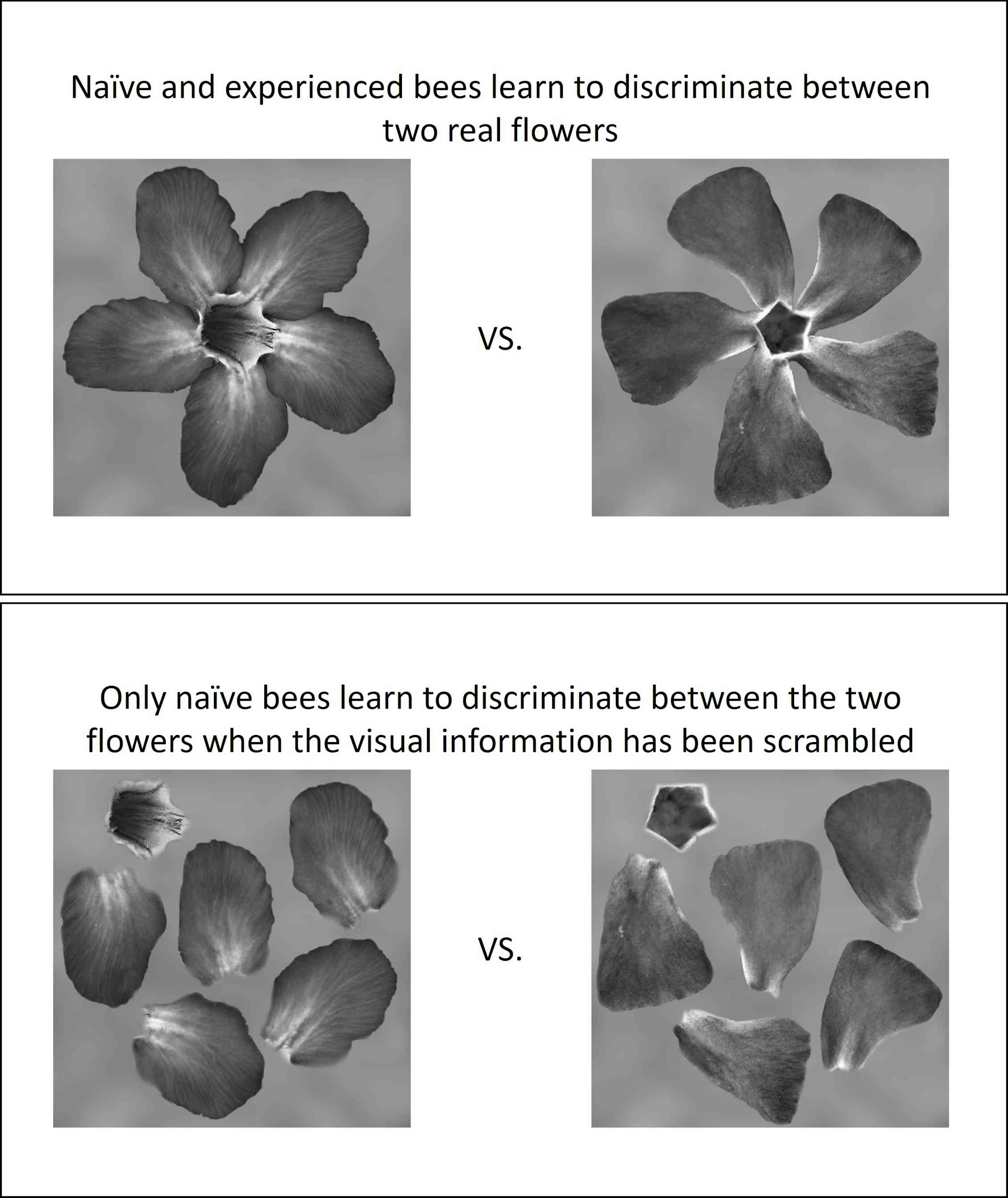 Images of the stimuli used. On the top there are two real flower images in greyscale. On the bottom is the same visual information but scrambled so it doesn't resemble a flower.