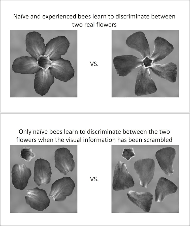 Images of the stimuli used. On the top there are two real flower images in greyscale. On the bottom is the same visual information but scrambled so it doesn't resemble a flower.