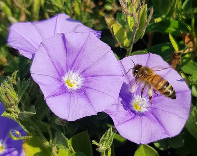 Honeybee on purple flower